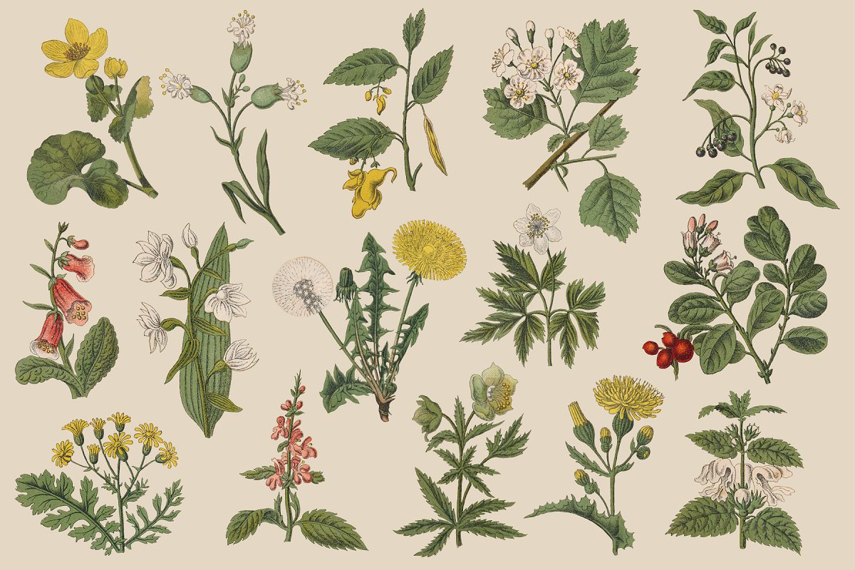 复古风格手绘野生植物&草药水彩插画PNG素材 Botanica - Vintage Illustrations_img_2