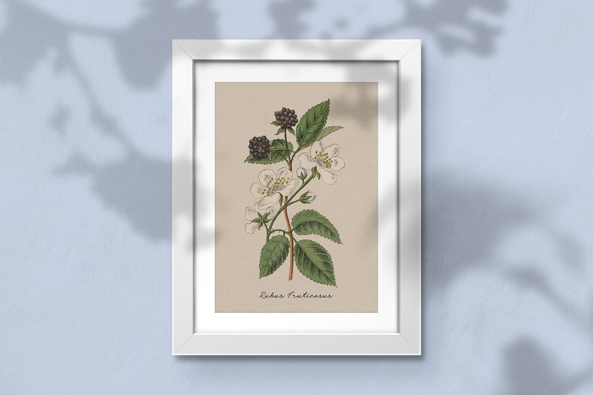 复古风格手绘野生植物&草药水彩插画PNG素材 Botanica - Vintage Illustrations_img_2