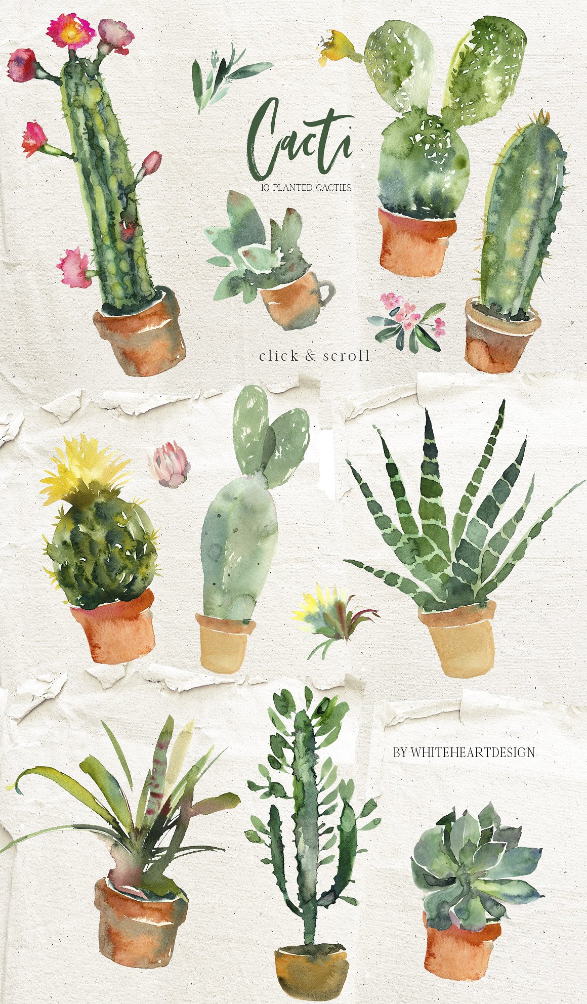 漂亮的手绘仙人掌多肉花卉PNG剪贴画集 Beautiful Hand-Painted Cactus Succulent Flower PNG Clip Art Set_img_2