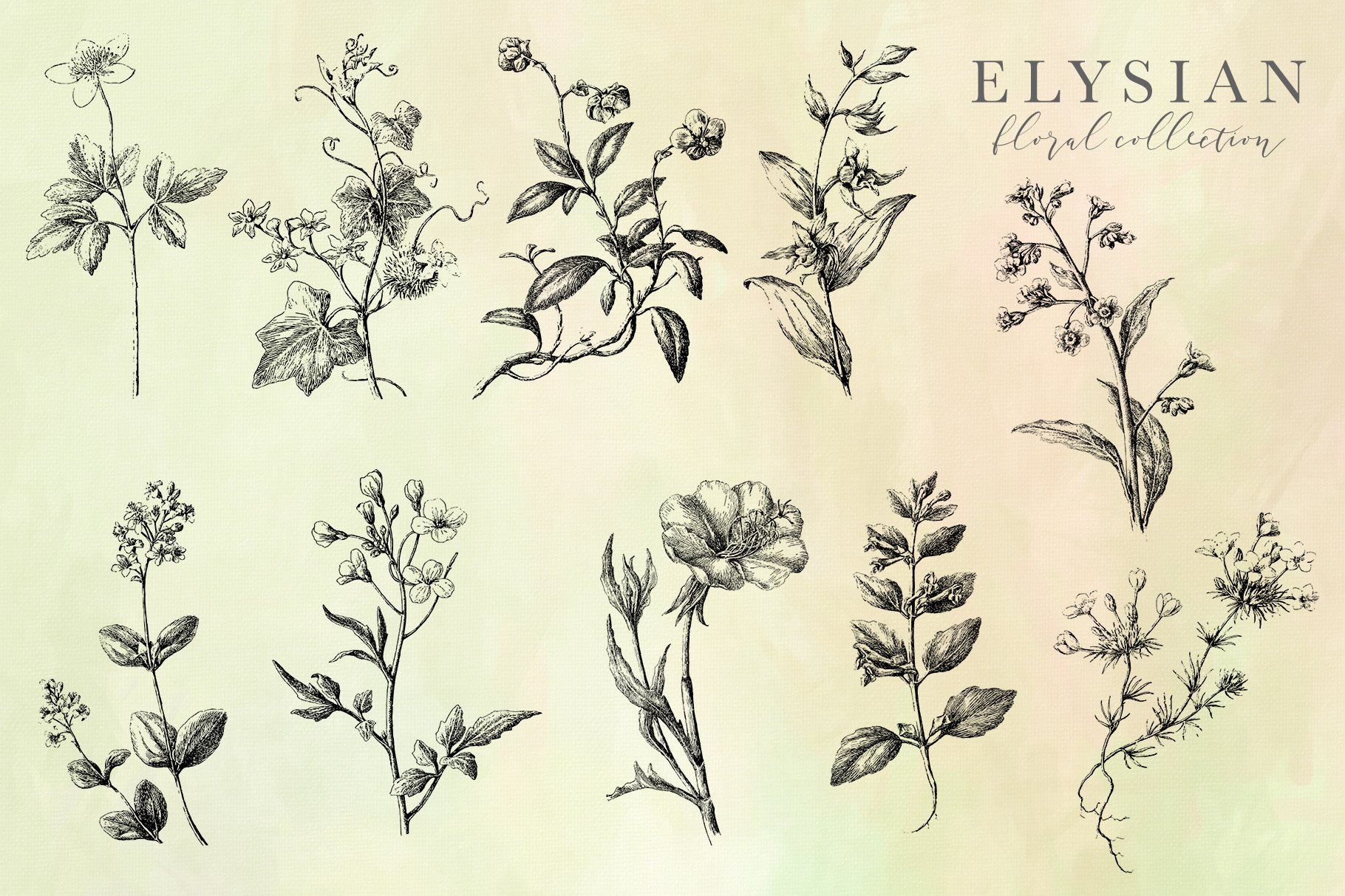 高清复古字母花卉PNG透明免抠图片合集 Elysian Floral Collection_img_2