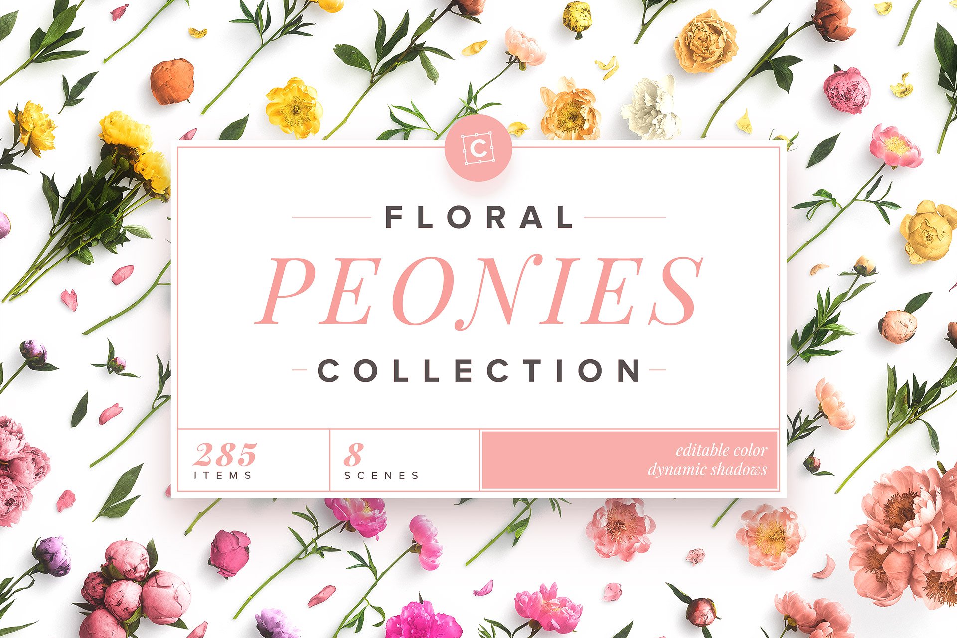 牡丹花卉系列高清图片集合 Floral Peonies Collection_img_2