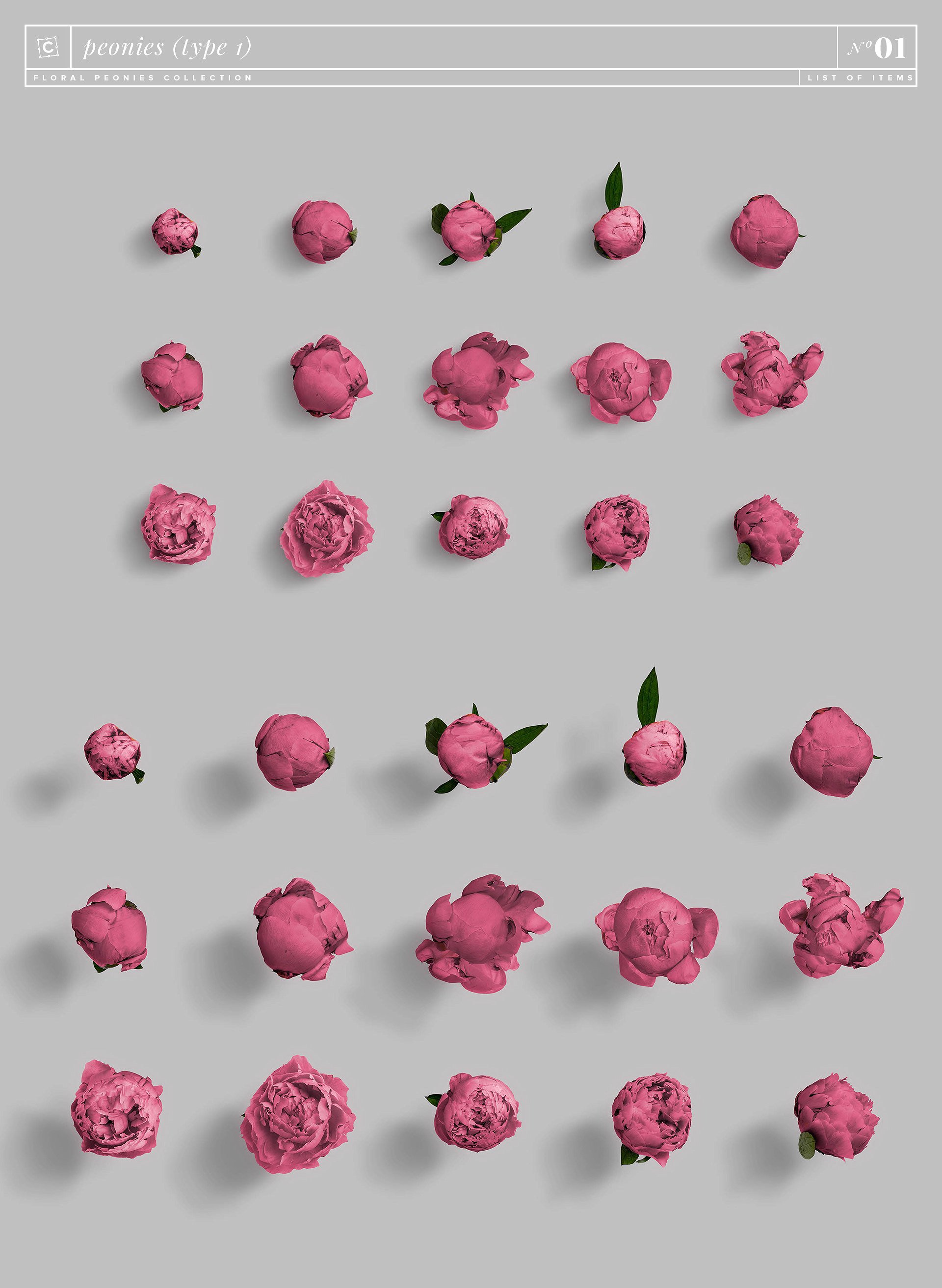 牡丹花卉系列高清图片集合 Floral Peonies Collection_img_2