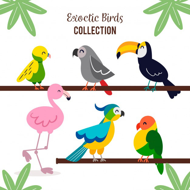 一组可爱卡通鸟类插图 Flat exotic bird collection_img_3